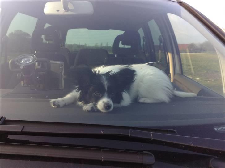 Papillon Balou *Bor Hos Veninde* billede 8