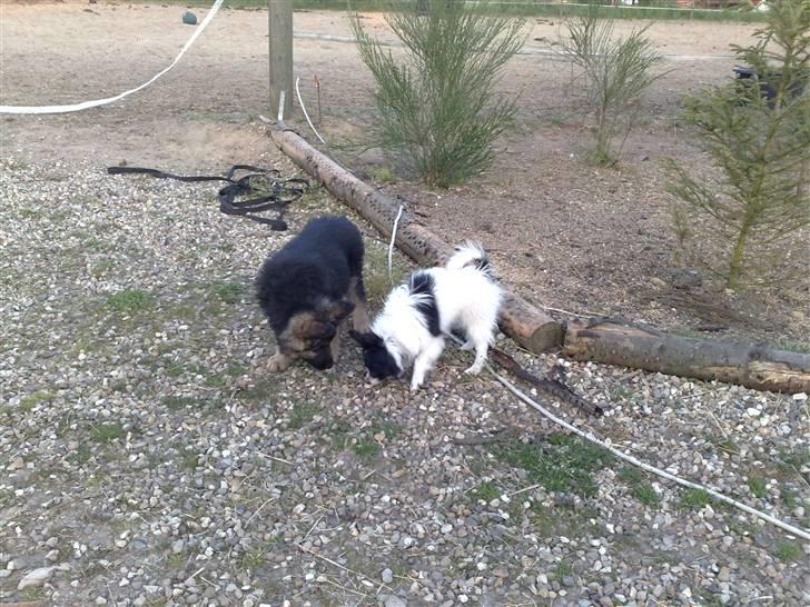 Papillon Balou *Bor Hos Veninde* - På besøg hos Niko i Tørring billede 9