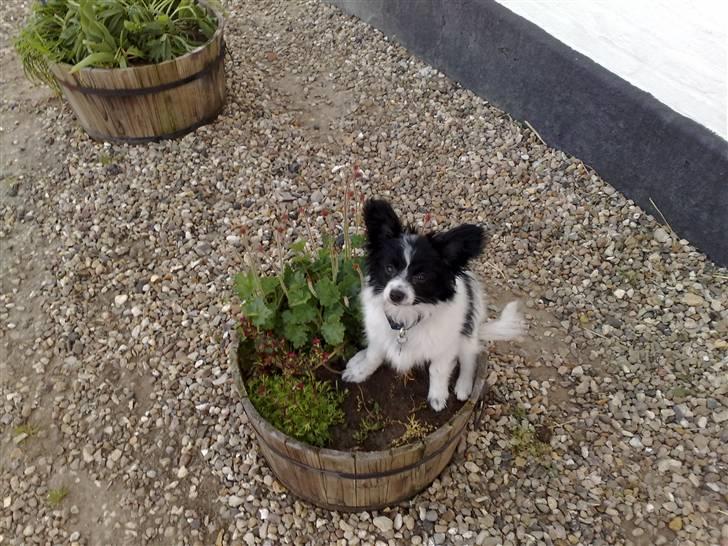 Papillon Balou *Bor Hos Veninde* billede 10