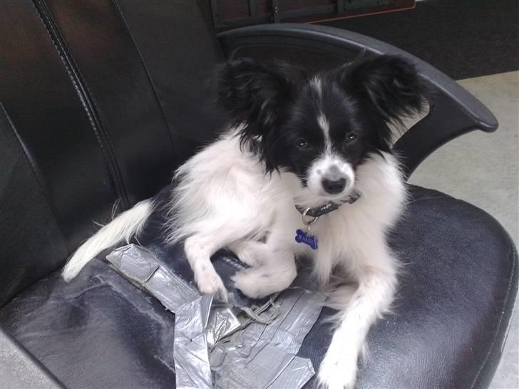 Papillon Balou *Bor Hos Veninde* billede 11