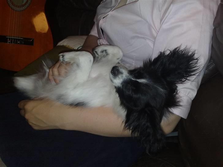 Papillon Balou *Bor Hos Veninde* billede 12