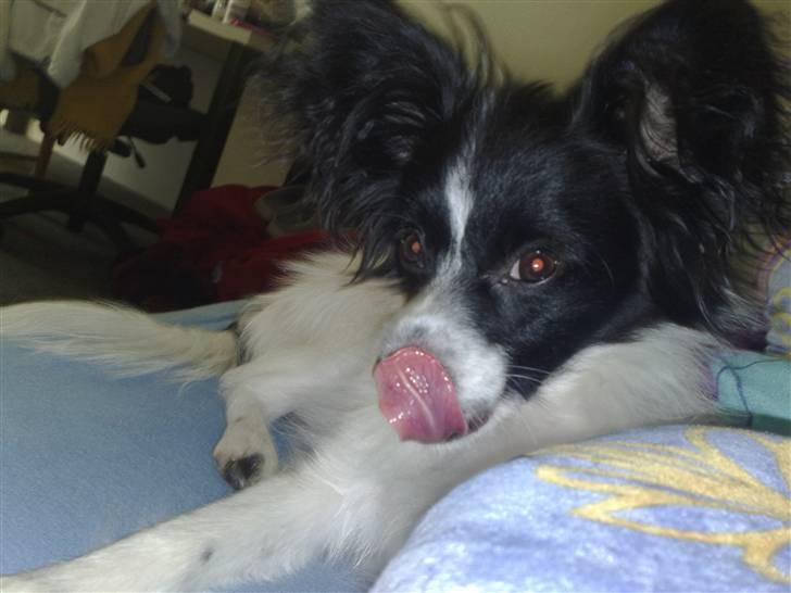 Papillon Balou *Bor Hos Veninde* billede 14