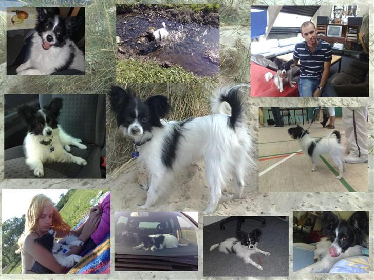 Papillon Balou *Bor Hos Veninde* - På Stranden, lækkert :-P billede 15