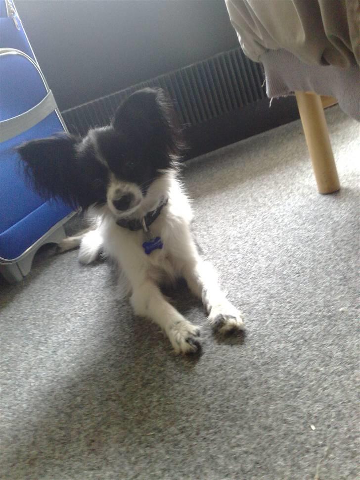 Papillon Balou *Bor Hos Veninde* billede 16