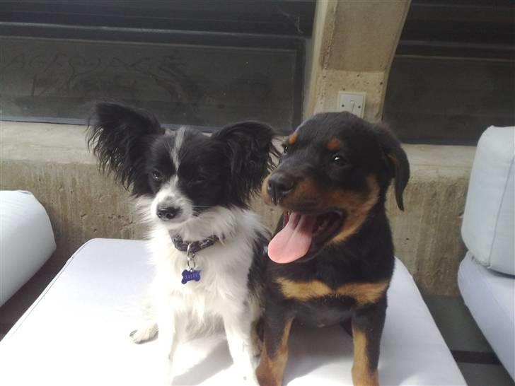 Papillon Balou *Bor Hos Veninde* - Bedste venner <3 billede 17