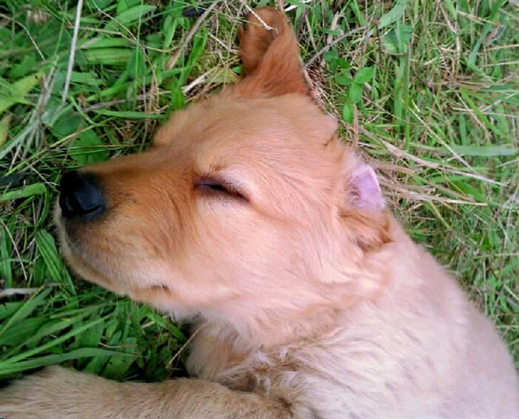 Golden retriever Soey - Soey 8 uger, dagen jeg hentede hende. billede 2