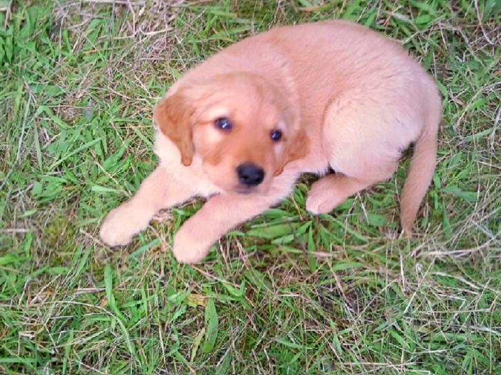 Golden retriever Soey - Soey 8 uger, dagen jeg hentede hende. billede 3