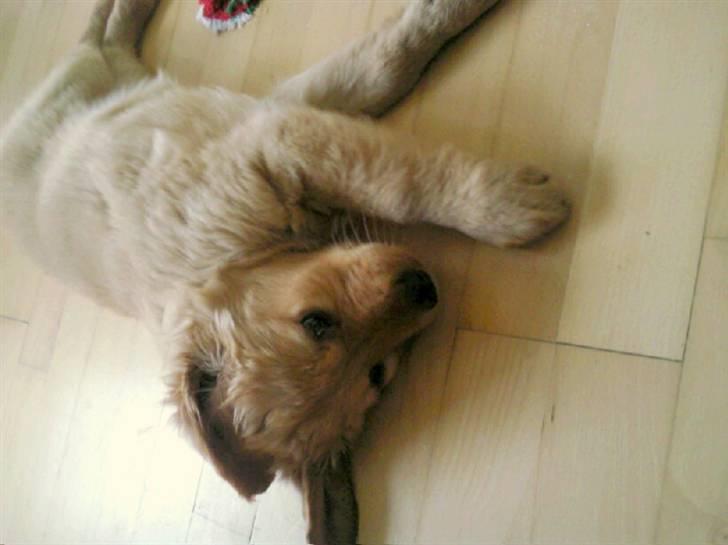 Golden retriever Soey - Soey 8 uger og 3 dage, billede 4