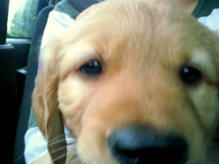 Golden retriever Soey - Soey 8 uger, super model=) billede 5