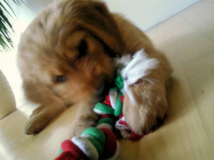 Golden retriever Soey - Soey 8 uger og 3 dage, meget farlig hund tager tovet=) billede 6