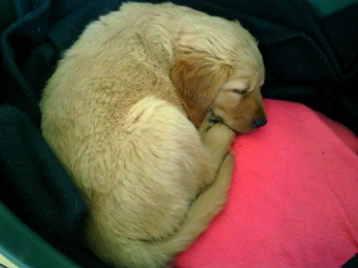 Golden retriever Soey - Soey 8 uger, snorker i sin kurv (som hun næsten ikke kan være i nu) billede 7