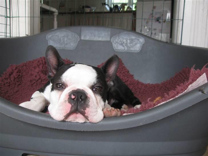 Boston terrier Georgi billede 18