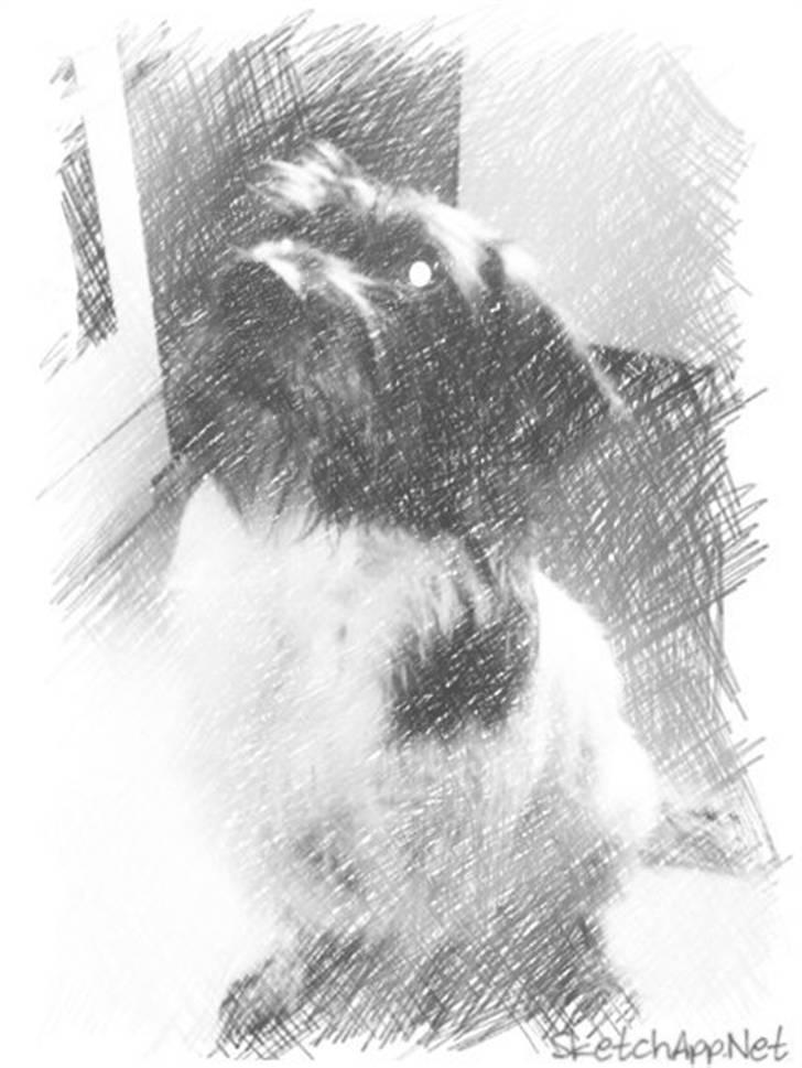 Blanding af racer Rollo (: - Welkommen til Rollos side<3 vi håber i har lyst til at smide en lille kommentar<3 :) billede 1