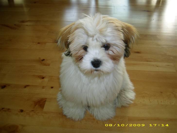 Lhasa apso Silke billede 6