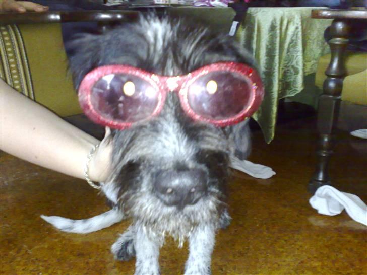 Blanding af racer Rollo (: - Hehe Rollo med briller på :) billede 2