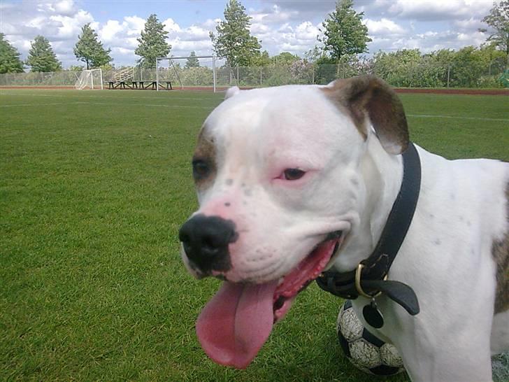 Amerikansk staffordshire terrier Sille - farmand billede 10