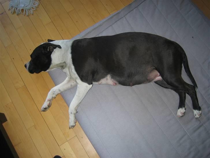 Amerikansk staffordshire terrier Sille - mor med mig i maven billede 11