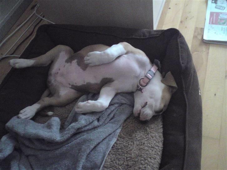 Amerikansk staffordshire terrier Sille billede 12