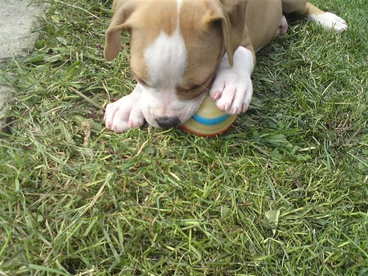 Amerikansk staffordshire terrier Sille billede 13