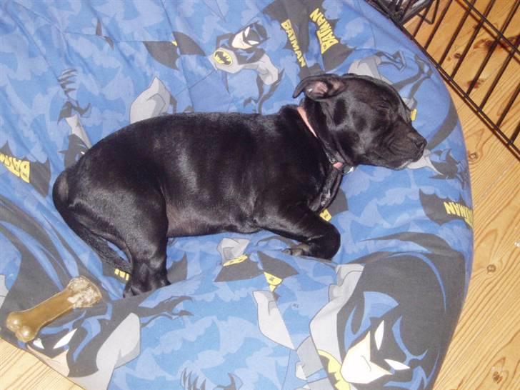 Staffordshire bull terrier Bodil billede 7
