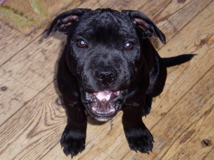 Staffordshire bull terrier Bodil billede 8