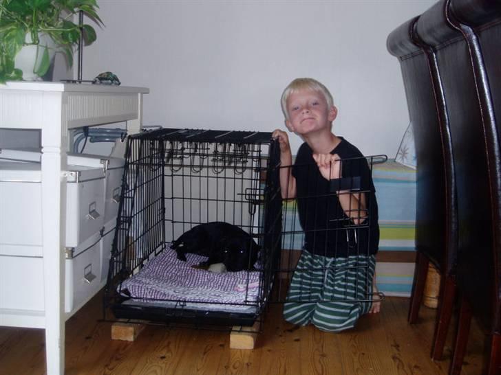 Staffordshire bull terrier Bodil billede 9