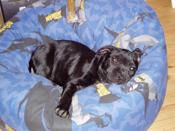 Staffordshire bull terrier Bodil billede 10