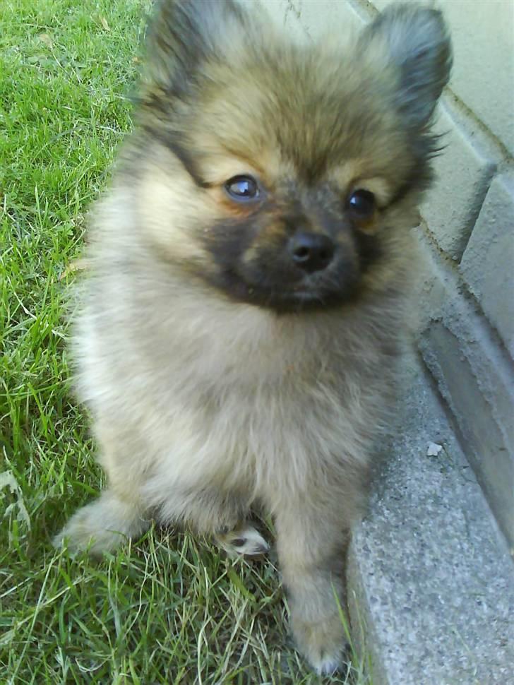 Blanding af racer Bailey billede 1