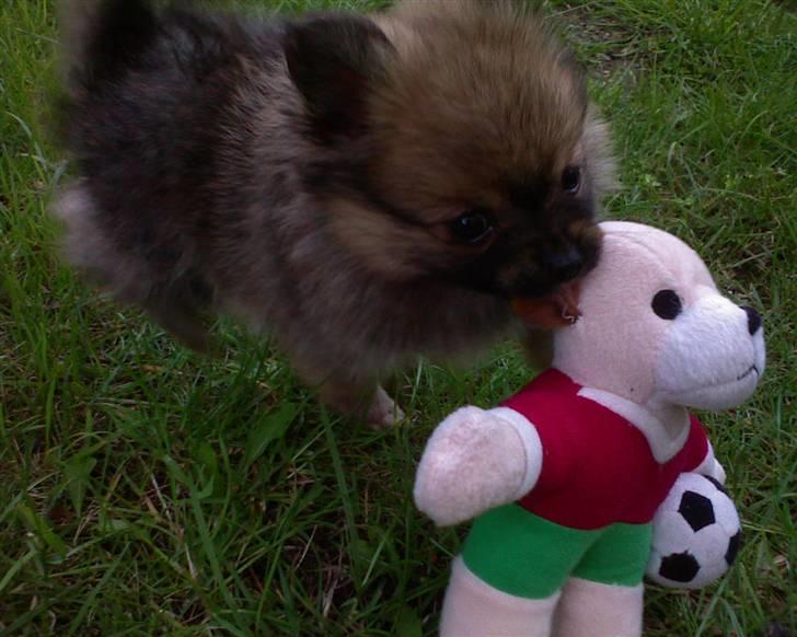 Blanding af racer Bailey - Bailey der leger med sin bamse :) billede 2