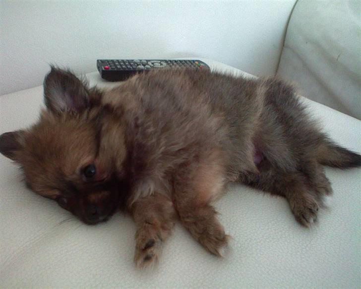 Blanding af racer Bailey - Bailey som ligger og hygger ;) billede 3