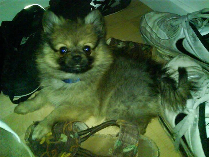 Blanding af racer Bailey - Bailey ELSKER at ligge mellem alle vores sko.  billede 4