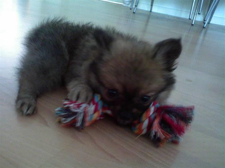 Blanding af racer Bailey billede 5