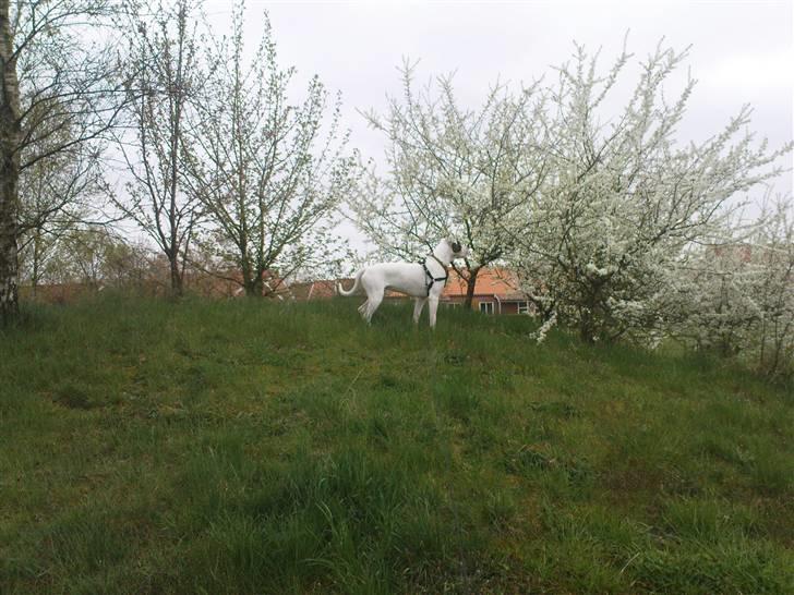 Amerikansk bulldog Sofus - Dufter til blomsterne.  billede 9