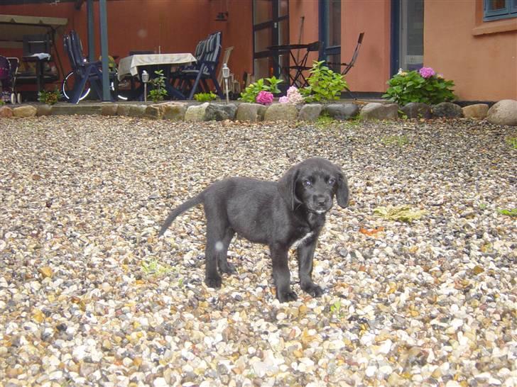 Blanding af racer Laban<333 - Velkommen til min profil<3 billede 1