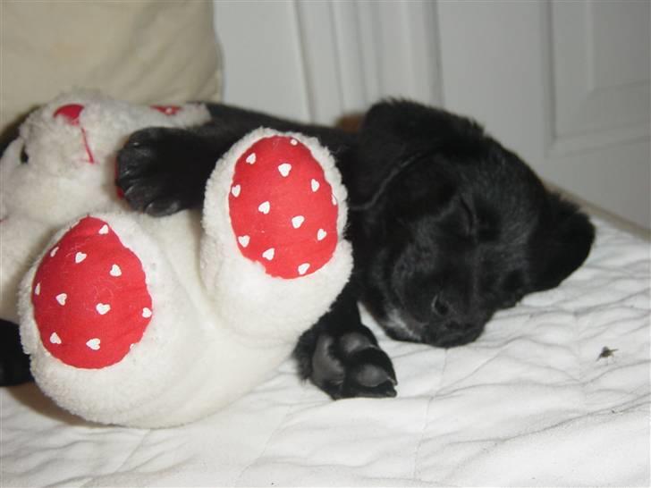 Blanding af racer Laban<333 - Jah man bliver jo træt efter hånden<3 billede 2