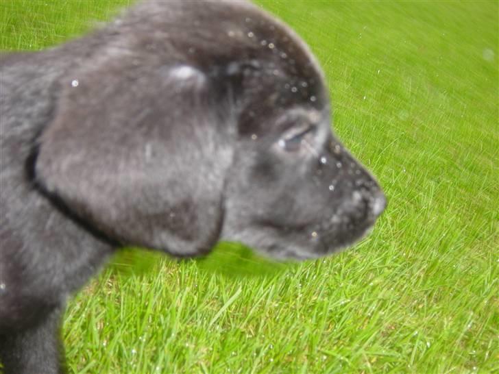 Blanding af racer Laban<333 - Så går jeg<3 billede 5