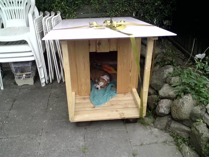 Amerikansk staffordshire terrier Sille - mit hundehus bliver testet billede 14