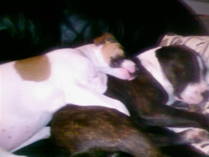 Blanding af racer Freja R.I.P billede 13