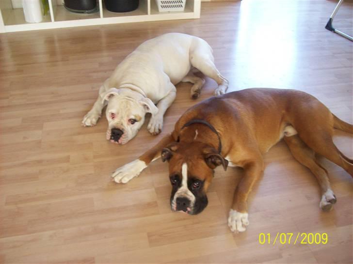 Boxer Thilo billede 16