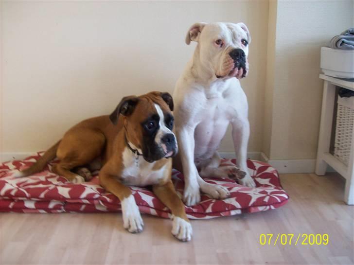 Boxer Thilo billede 17