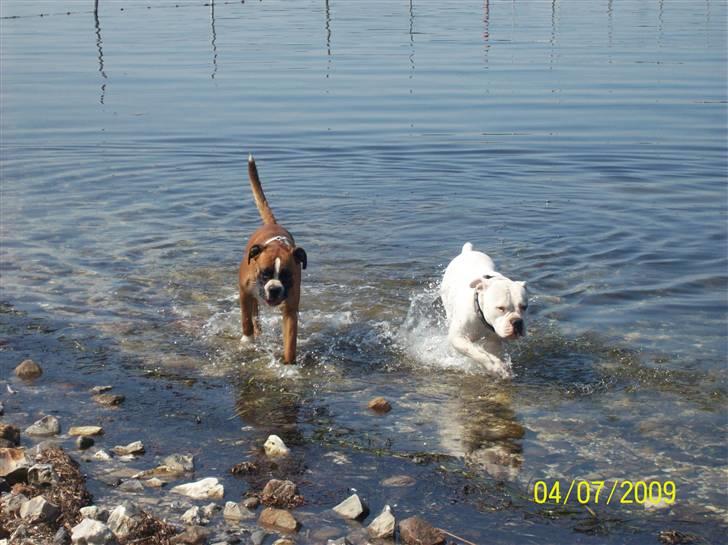 Boxer Thilo billede 18