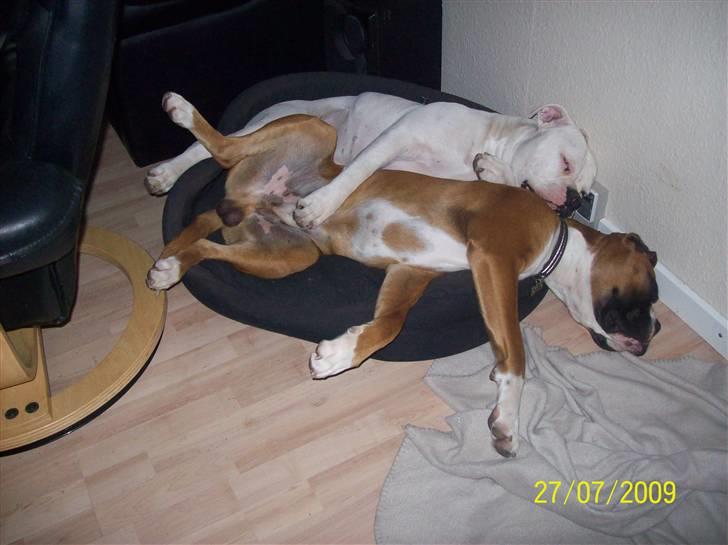 Boxer Thilo billede 19