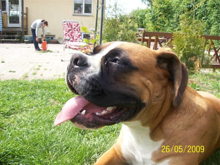 Boxer Thilo billede 20