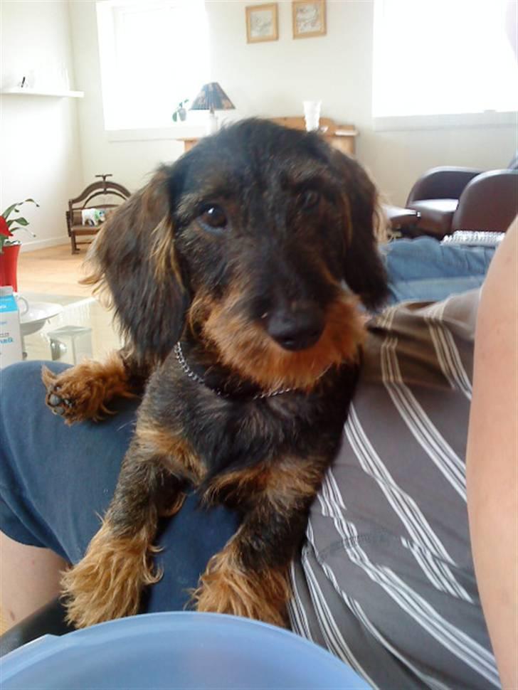 Gravhund laban billede 6