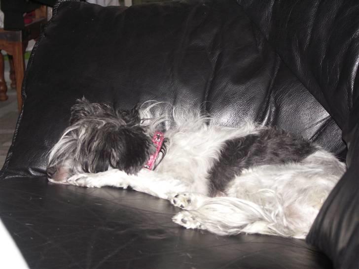 Chinese crested powder puff Dama - Dama er blevet klippet da hun lige har haft hvalpe, men hun ser nu nuttet ud alligevel! :D billede 1