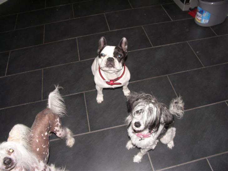 Chinese crested powder puff Dama - FV: Vincent, Berta og Dama. billede 2