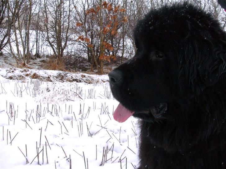 Newfoundlænder Luna - Er jeg ikke bare skøn.... billede 1