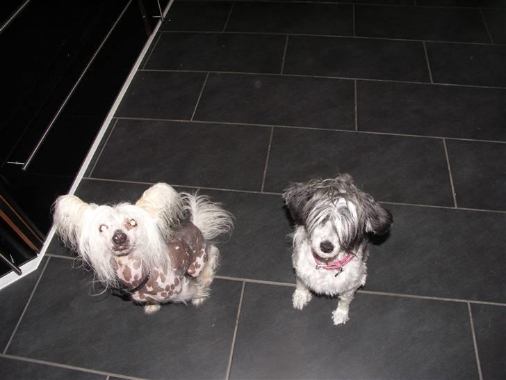 Chinese crested powder puff Dama - Vincent og Dama. :) billede 3