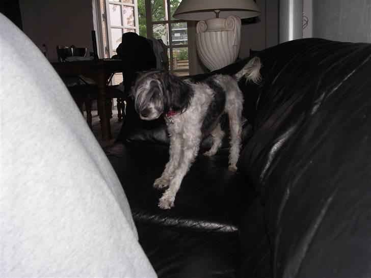 Chinese crested powder puff Dama billede 4