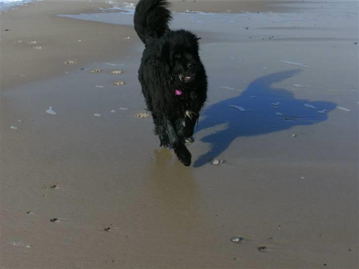 Newfoundlænder Luna - Jeg elsker bare at være ved stranden.... billede 2
